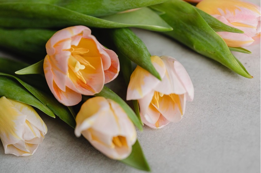 April flowers : discover our favorite