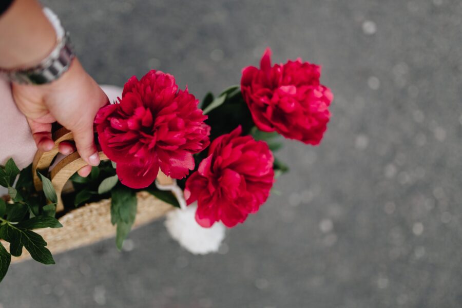 pivoine fuschia