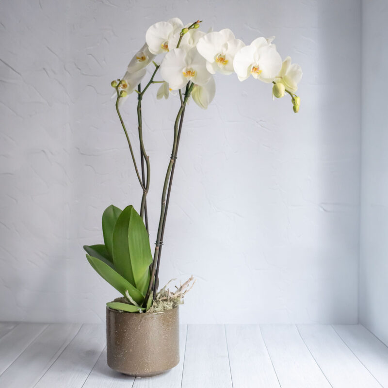 Haute orchidée Phalaenopsis blanche
