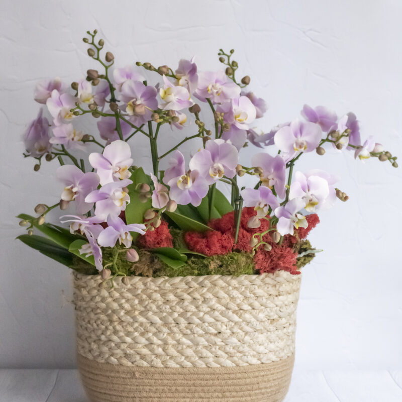 Nos compositions d'orchidées roses