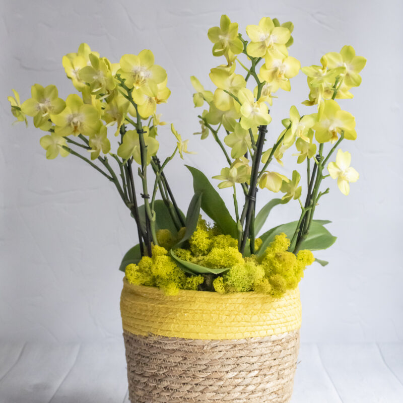 Nos compositions d'orchidées jaunes