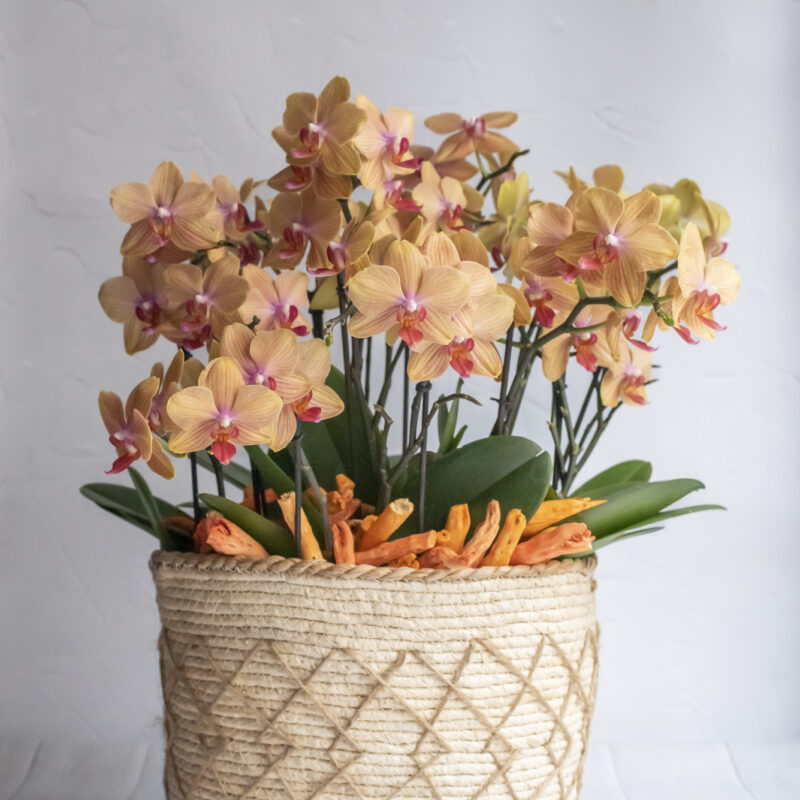 Nos Compositions d'orchidées orangées
