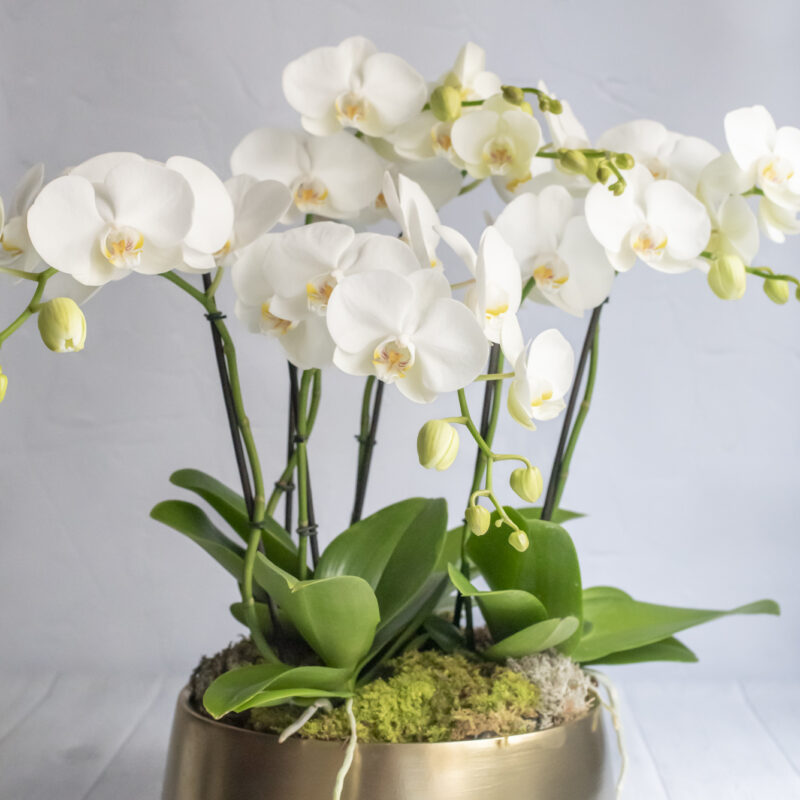Nos compositions d’orchidées blanches