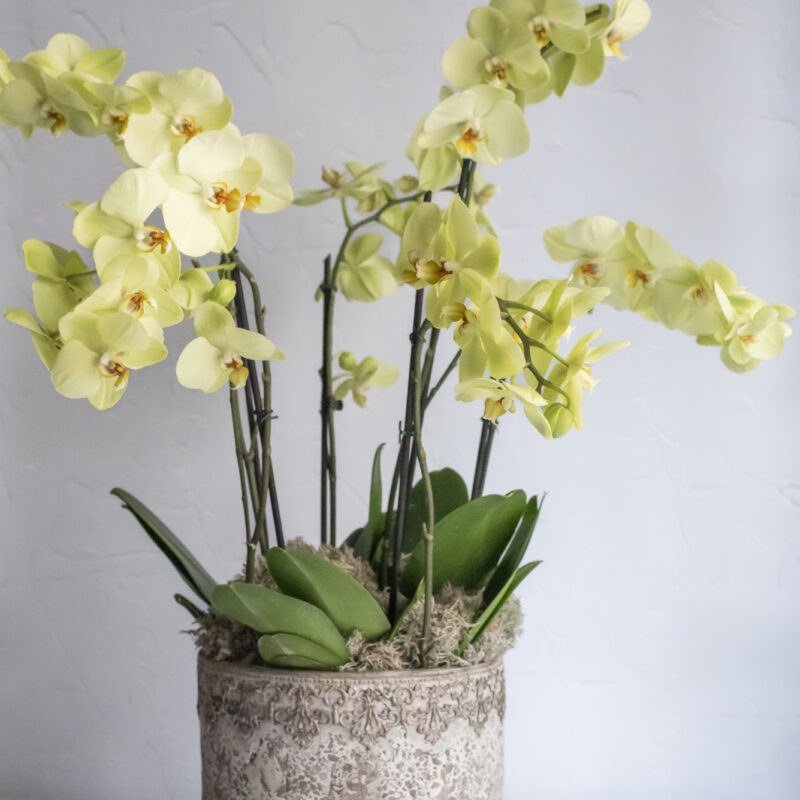 Nos Compositions d'orchidées dorées