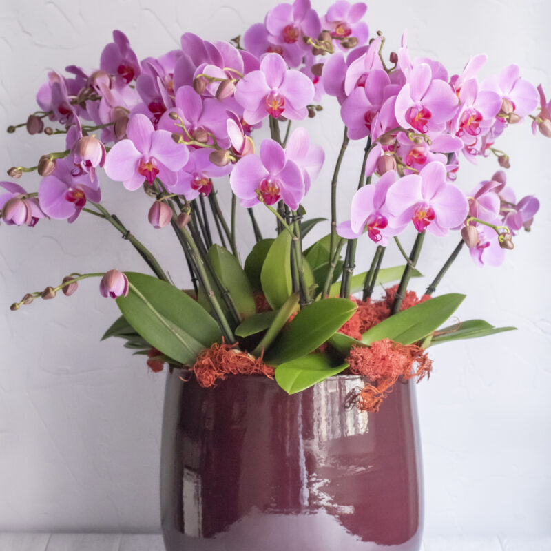 Nos Compositions d'orchidées fushias