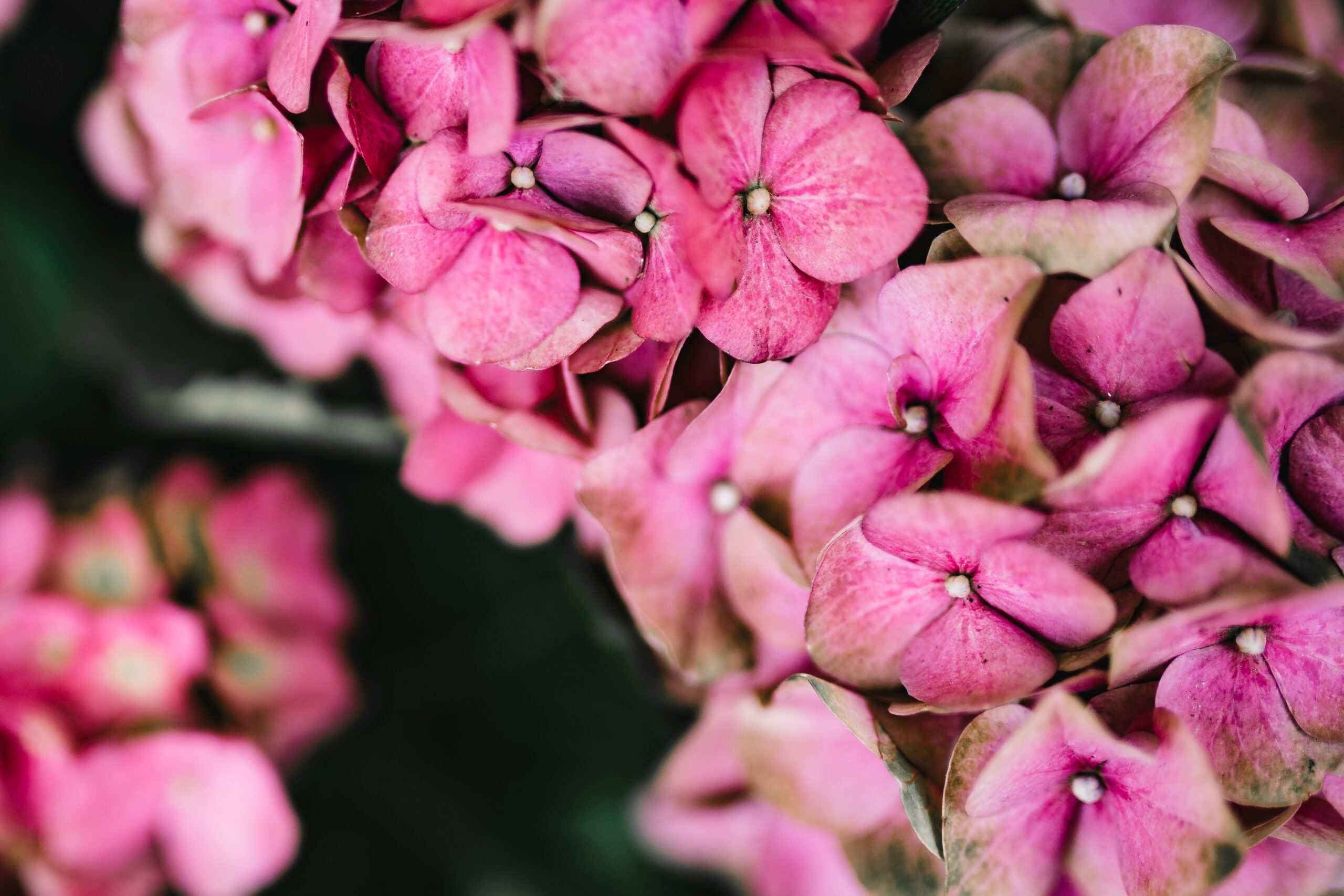 Hortensia : Le guide complet sur les soins et l&rsquo;entretien