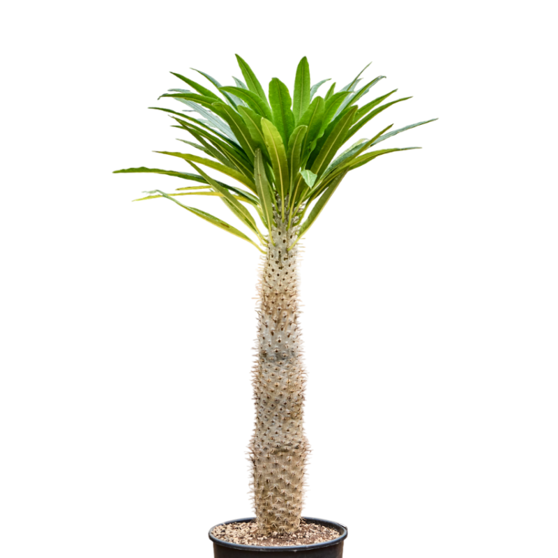 Pachypodium lamerei