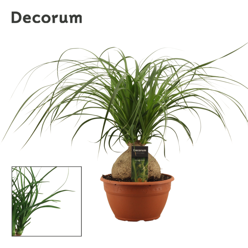 Beaucarnea bol