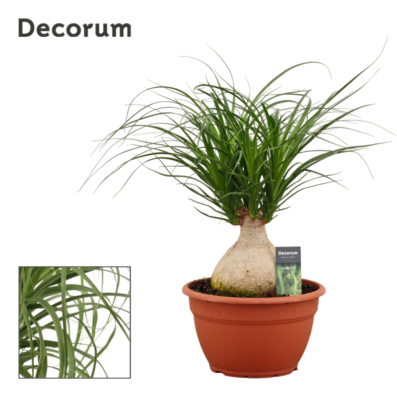 Beaucarnea bol
