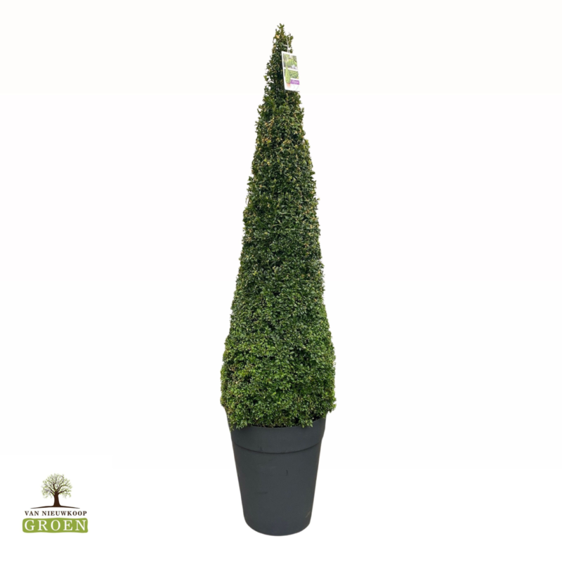 Buxus Sempervirens Piramide 160-170