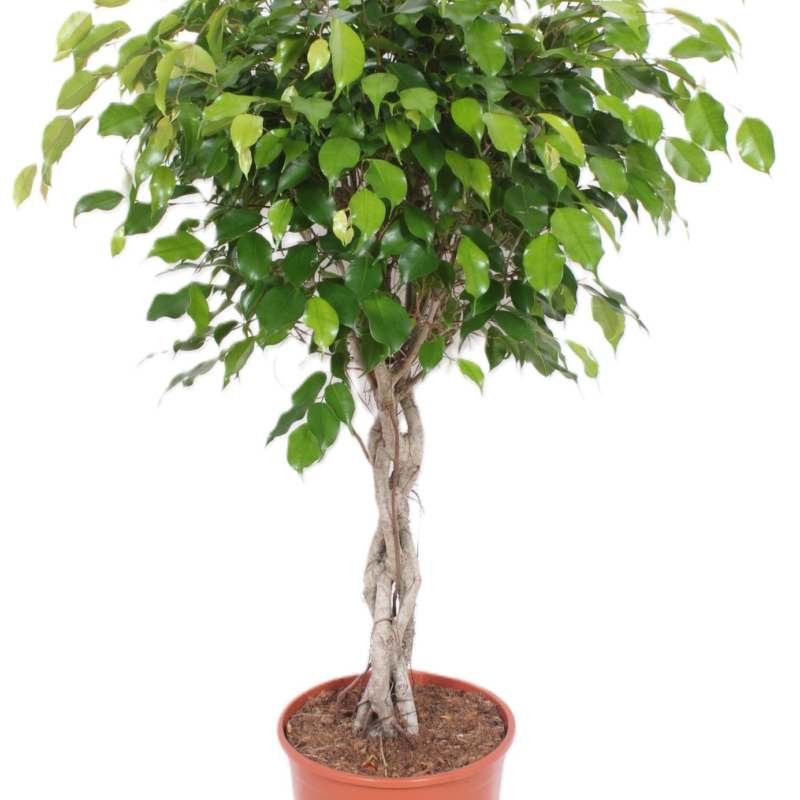 Ficus Exotica