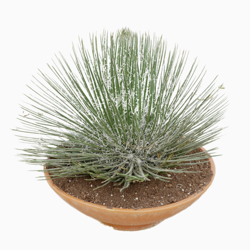 Agave geminiflora