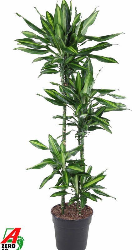 Dracaena fragrans 'Cintho'