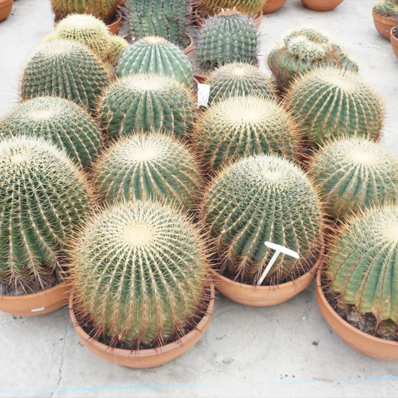 Ferocactus