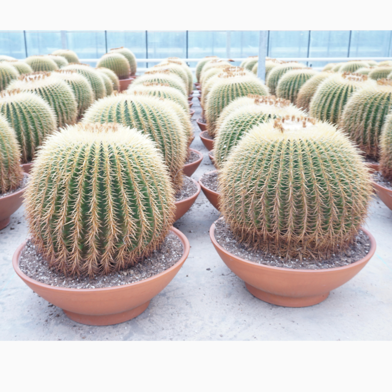 Echinocactus grusonii