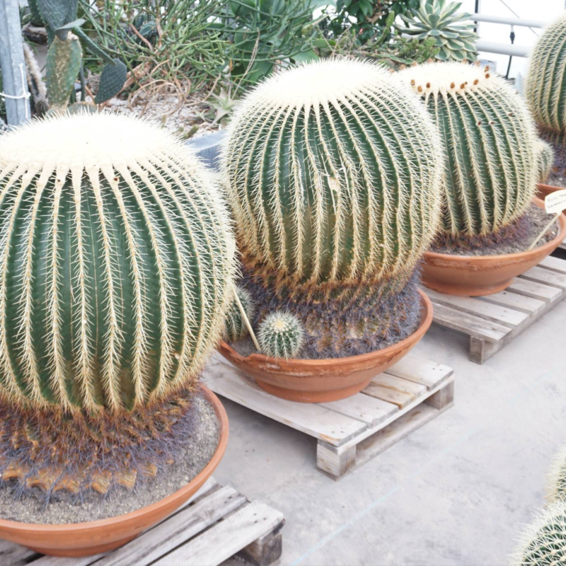 Echinocactus grusonii