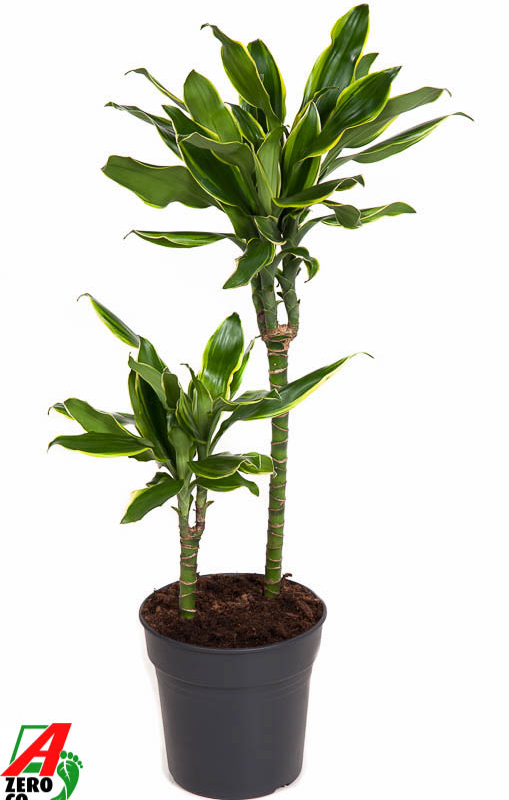 Dracaena fragrans 'Golden Coast'