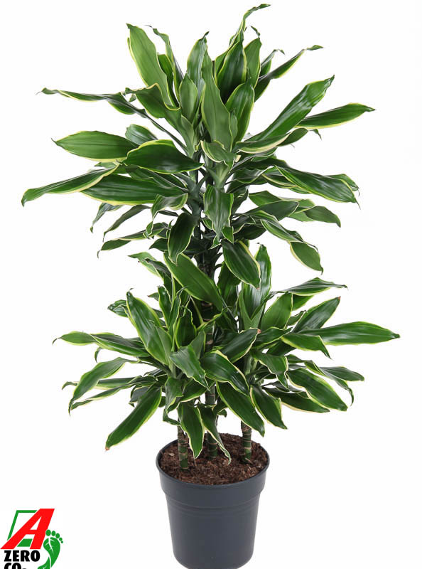 Dracaena fragrans 'Golden Coast'