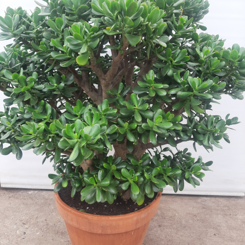 Crassula ovata
