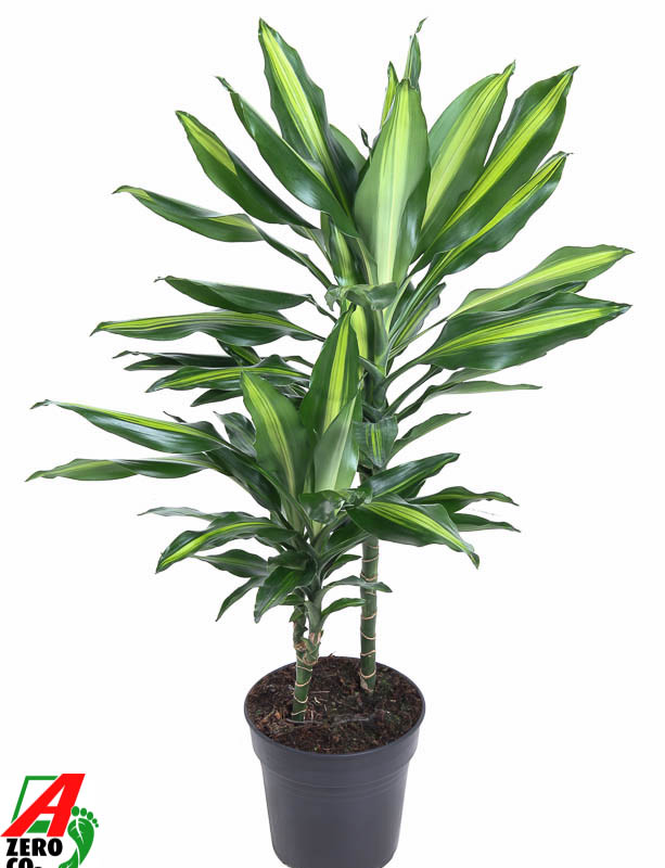 Dracaena fragrans Cintho