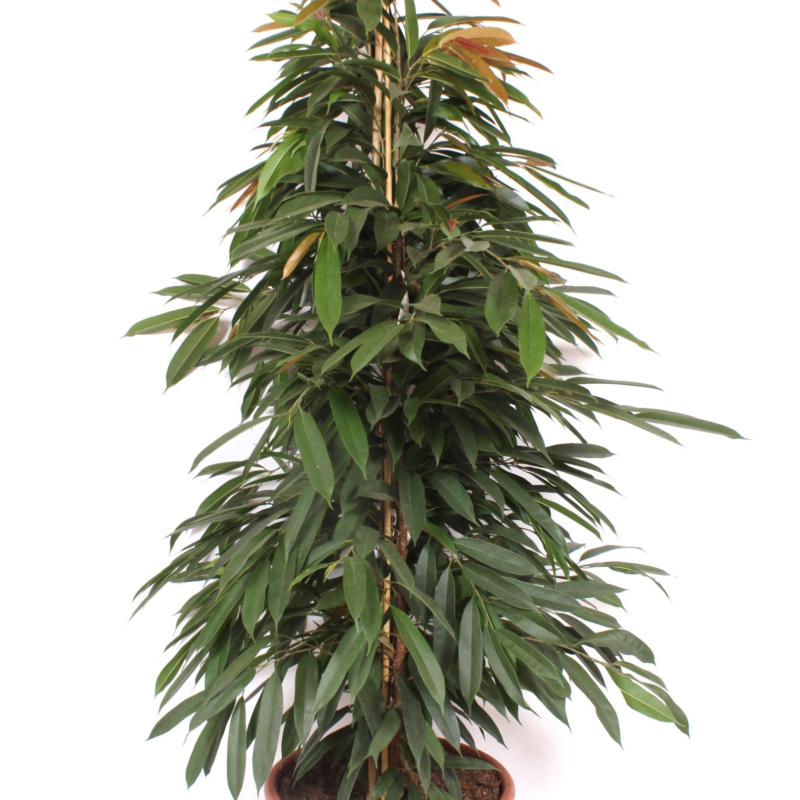 Ficus binnendijkii 'Amstel King'