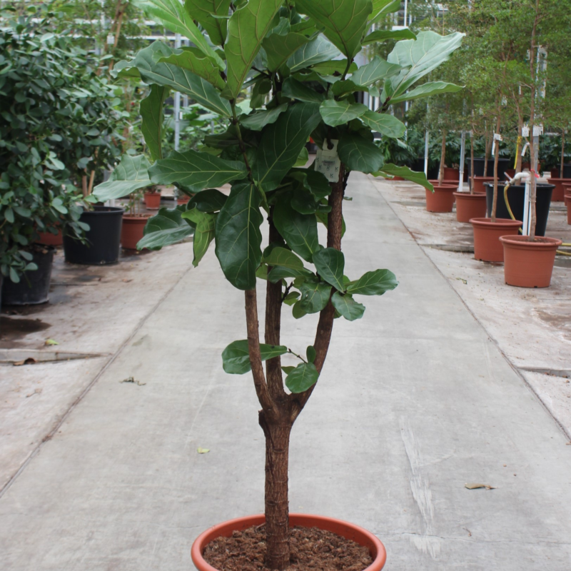 Ficus lyrata
