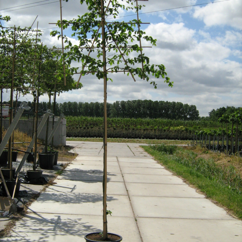 Carpinus betulus