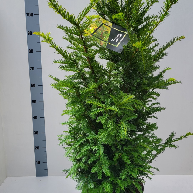 Taxus baccata