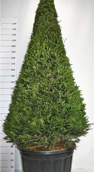 Taxus baccata