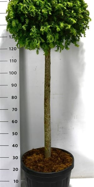 Taxus baccata