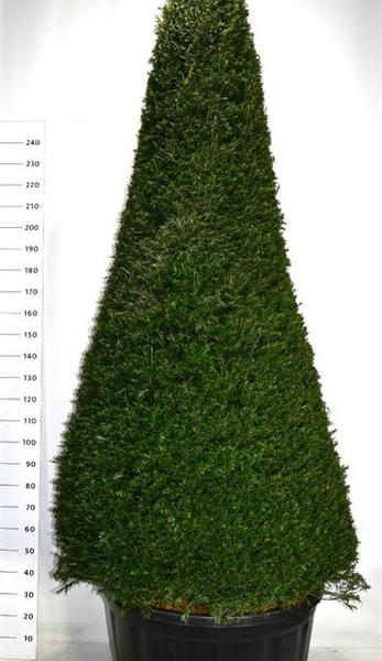 Taxus baccata