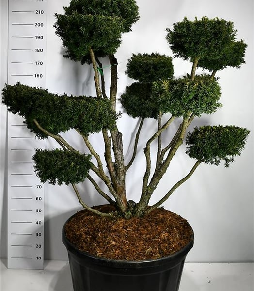 Taxus cuspidata