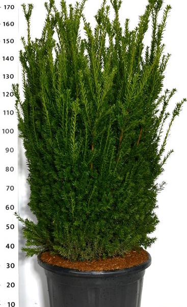 Taxus x media 'Hillii'