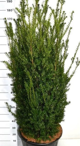 Taxus x media 'Hillii'