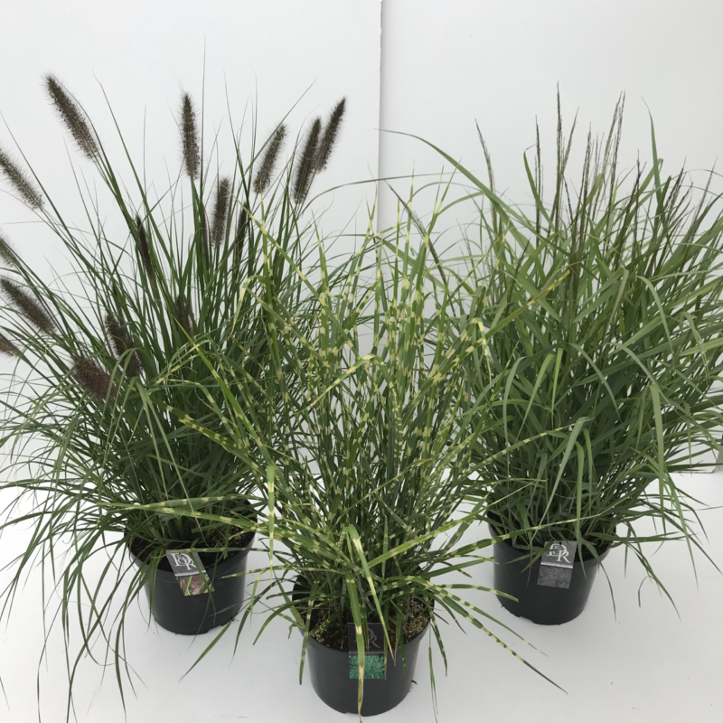Carex mix