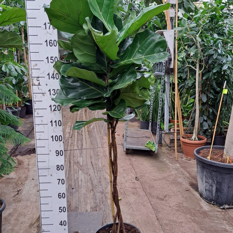 Ficus lyrata