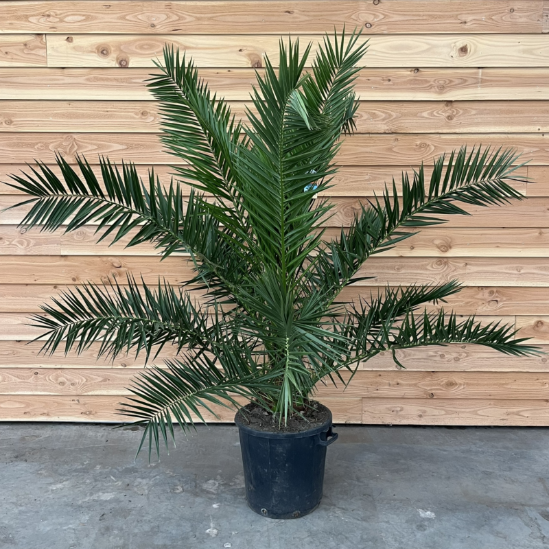 Phoenix canariensis