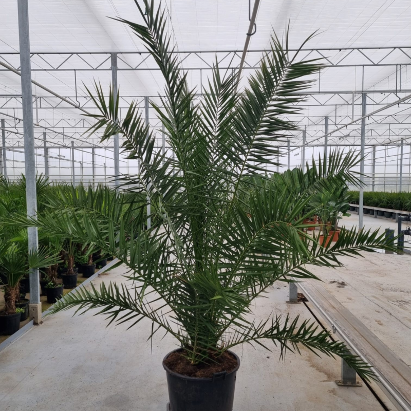 Phoenix canariensis