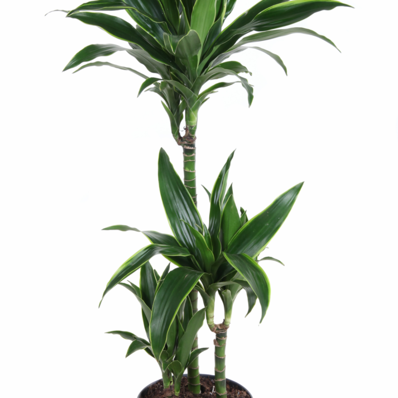 Dracaena fragrans (Deremensis Grp) 'Arturo'