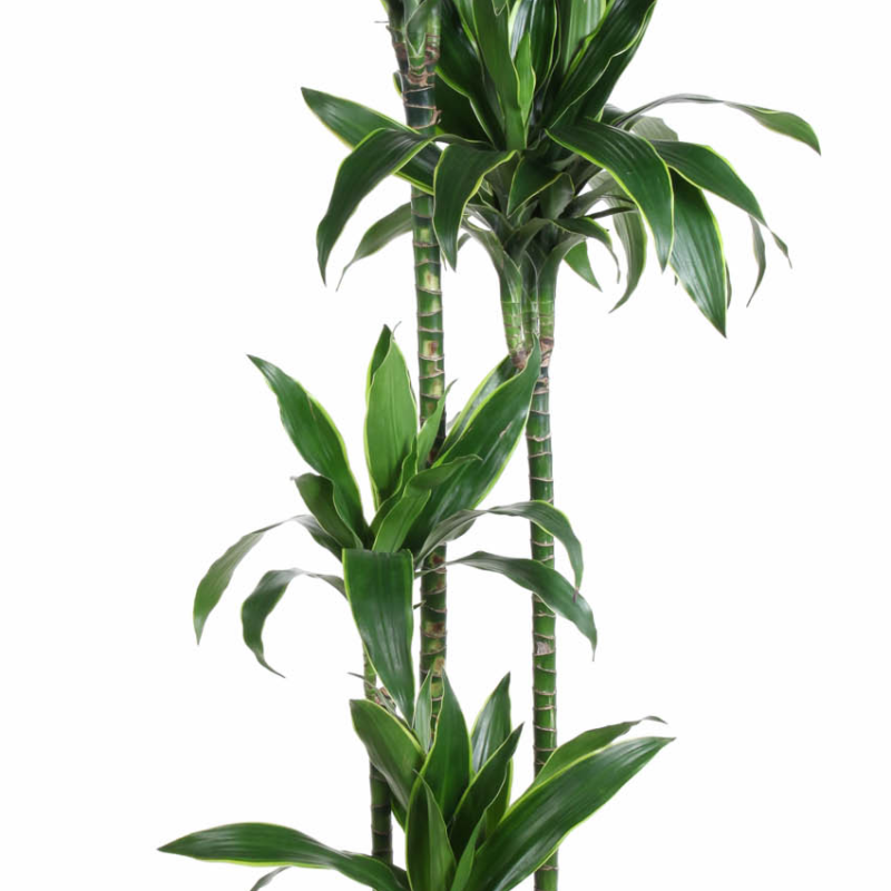 Dracaena fragrans (Deremensis Grp) 'Art'