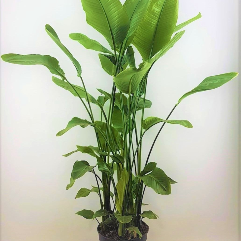 Strelitzia nicolai