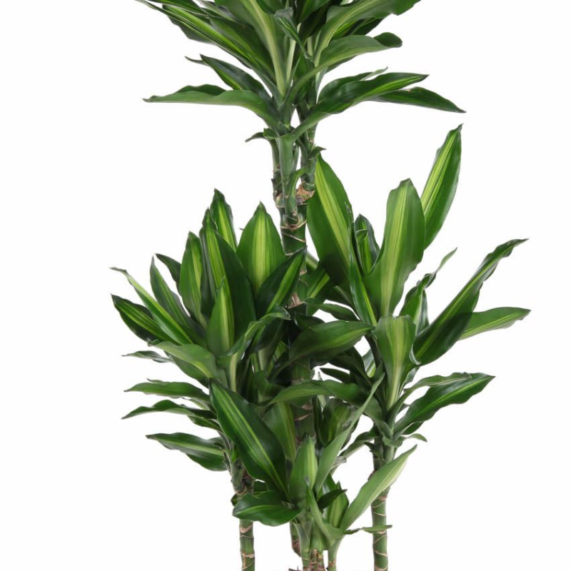 Dracaena fragrans 'Cintho'