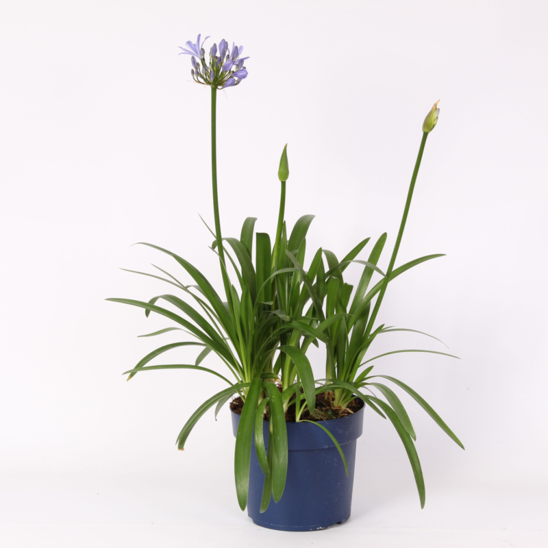 Agapanthus Eydori Blue