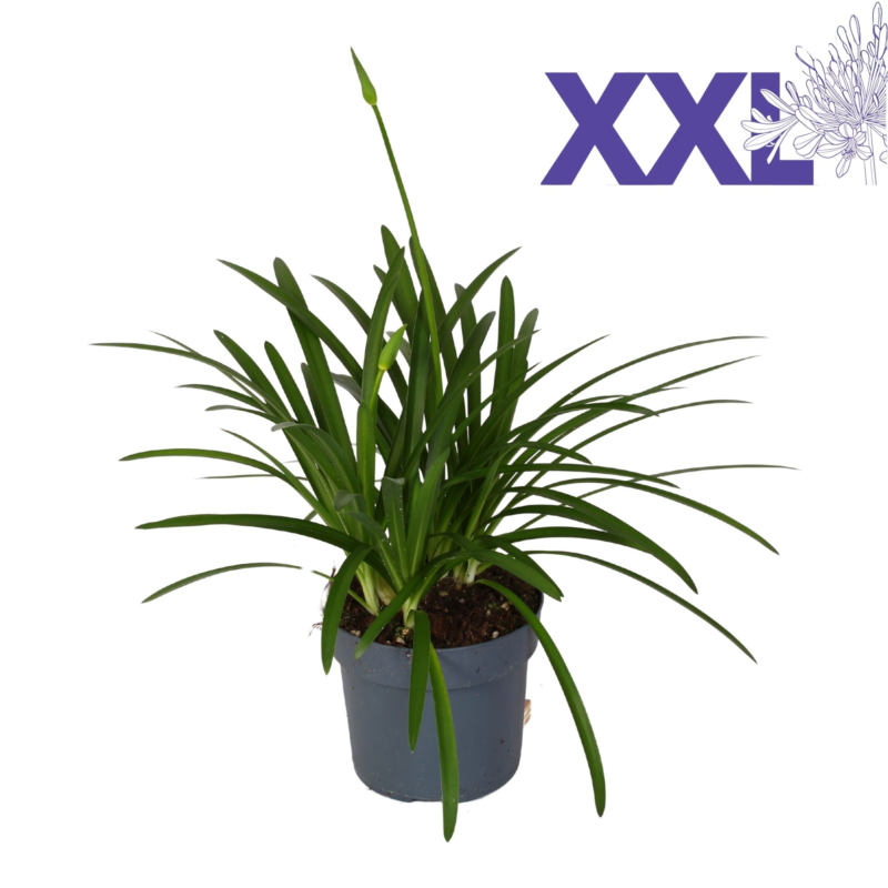 Agapanthus Eydori White