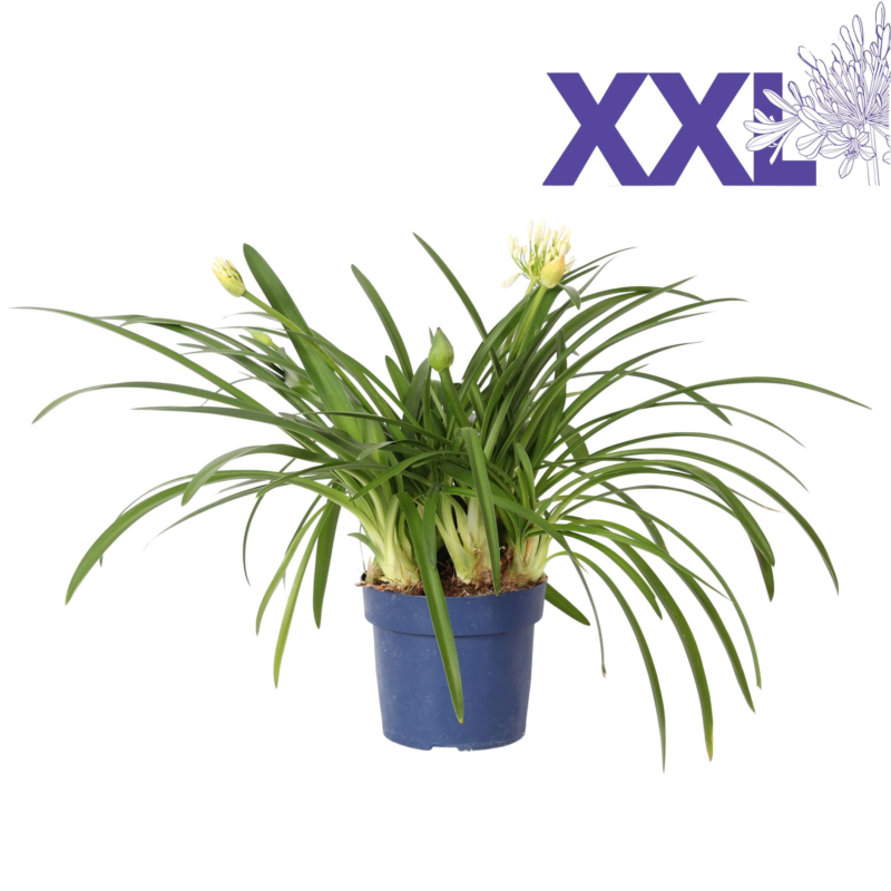 Agapanthus Eydori White