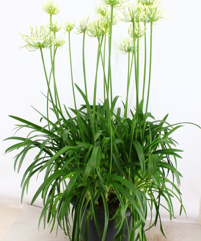 Agapanthus Eydori White