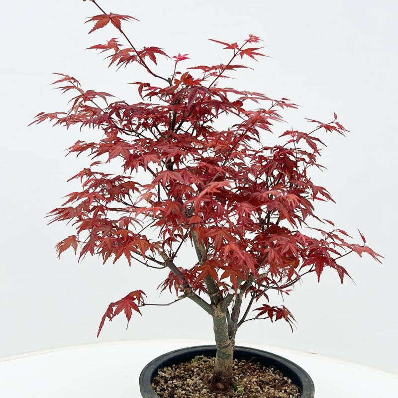 Acer palmatum 'Deshojo'