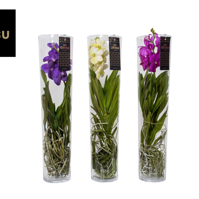 Vanda hybriden